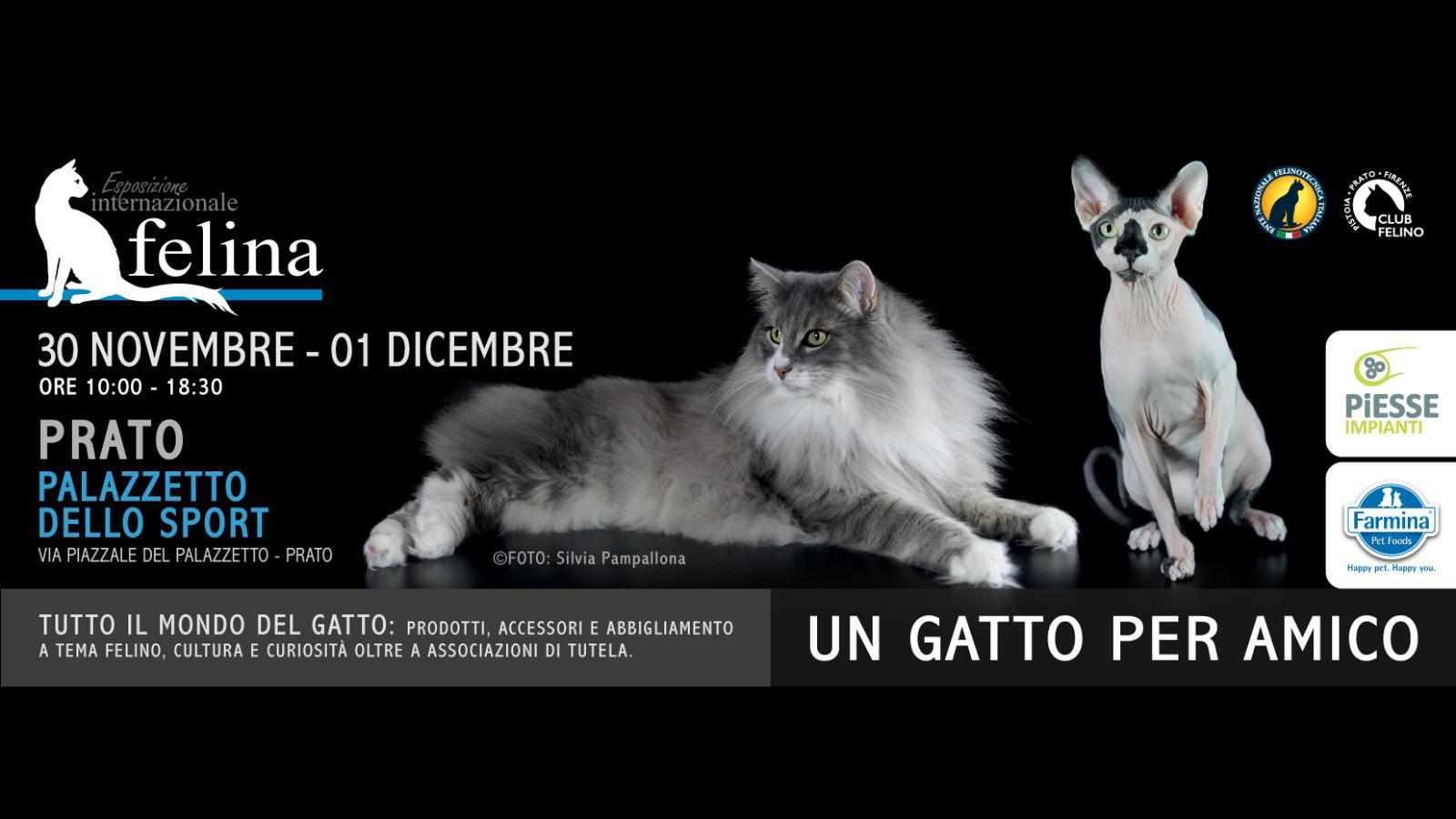 Un gatto per amico: torna a Prato l’esposizione internazionale felina. Programma e biglietti