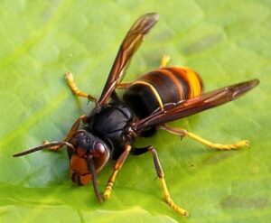 Vespa velutina in Toscana: la Regione si mobilita contro il calabrone predatore