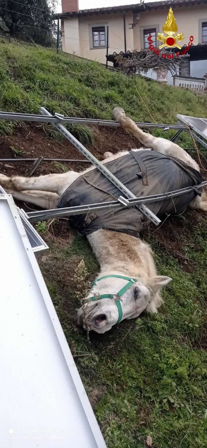 Lucca: cavalla cade e resta intrappolata in struttura di pannelli fotovoltaici