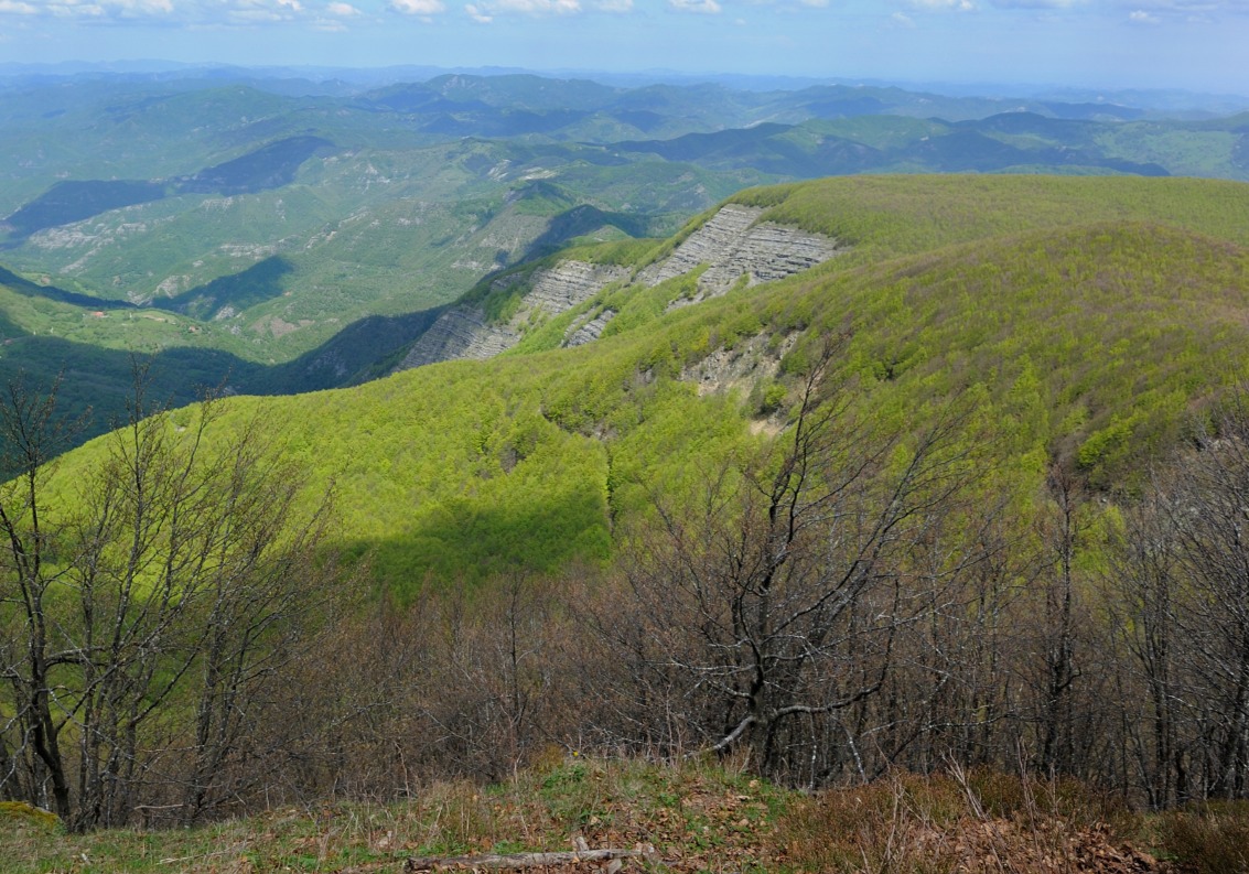 Approvato pacchetto di interventi da 600mila euro per cura e valorizzazione delle foreste