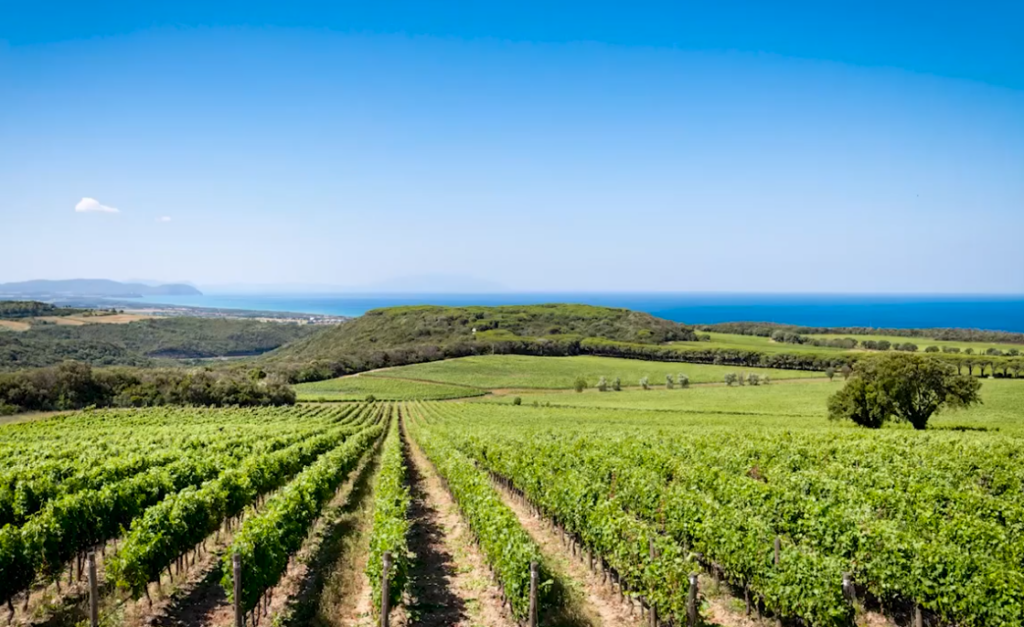 Vino, dal 15 febbraio si può richiedere l’autorizzazione per impiantare nuovi vigneti