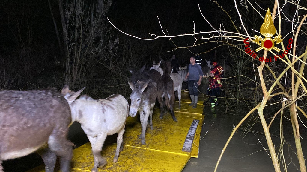 Terranuova Bracciolini: 80 asini bloccati dalla piena dell’Arno. Salvati dai vigili del fuoco (foto)