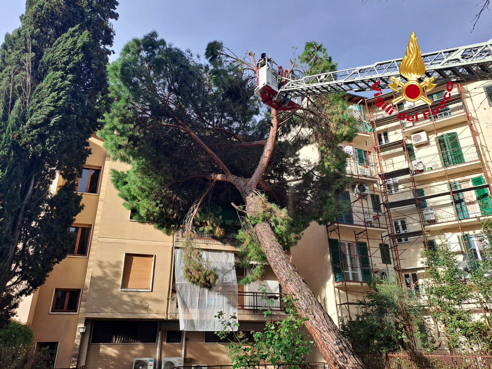 Firenze: grosso pino cade sulla facciata di un condominio (foto)