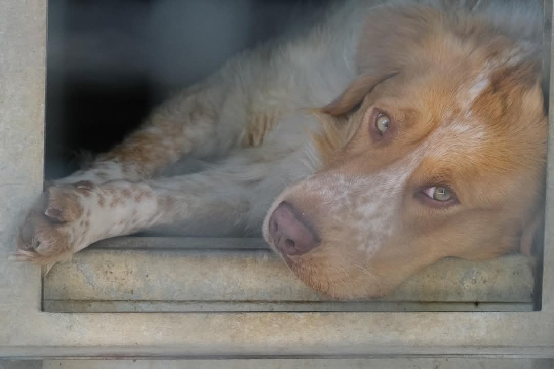 Maltempo: allagati canile e gattile di Empoli. Animali messi in salvo